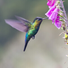 a close shot of a fiery-throated hummingbird feeding on a foxglove flower at a garden