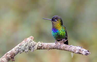 a fiery-throated hummingbird facing left on a perch in costa rica