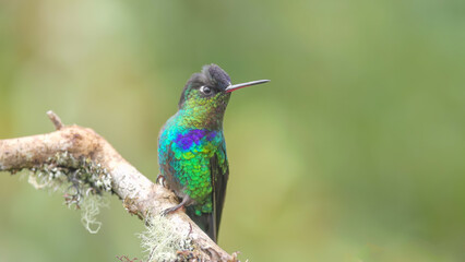 Fototapeta na wymiar front shot of a fiery-throated hummingbird on a perch at a garden