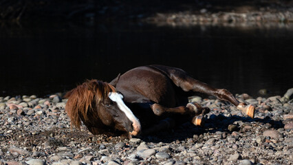 Chestnut bay wild horse stallion rolling in the river gravel at the Salt River in the Tonto...