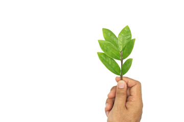 Fototapeta na wymiar right hand holding green leaves of Zanzibar Gem plant