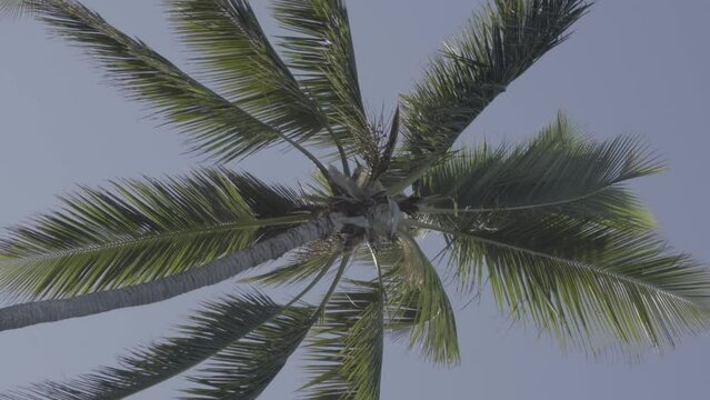 caribbean palms in winds trees in the tropics in Dominican slog 2 S-Gamut.