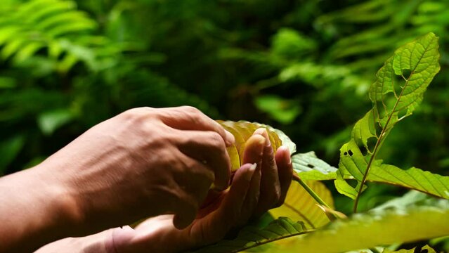 Garden people picking the leaf, Kratom leaves in the garden (Mitragyna speciosa) Mitragynine, Drugs and Narcotics,Kratom is Thai herbal which encourage health