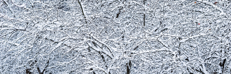 Fluffy snow-covered trees branches, nature scenery with white snow and cold weather. Snowfall in winter park