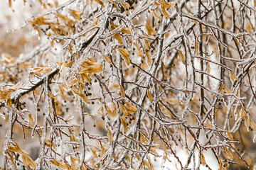 Icy tree branches with dry leaves and small berries in winter park