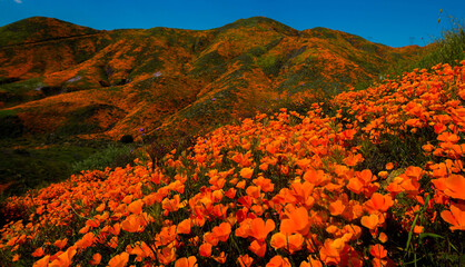 Spring: California poppies cover the mountain and hillsides with a super bloom as Spring arrives.