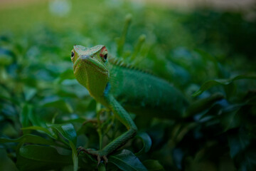 Green forest lizard of Sri Lanka spotted in Galle looking strait into camera