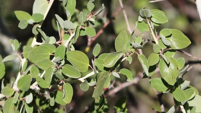 Green simple alternate uncurved entire nitidus ovately elliptic leaves of Ceanothus Leucodermis, Rhamnaceae, native monoclinous evergreen shrub in the Volcan Mountains, Autumn.