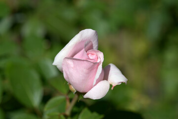 プチトリアノン　バラの花
