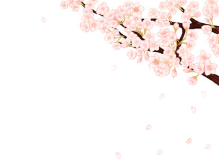 桜の花びらが散る春の白背景フレーム