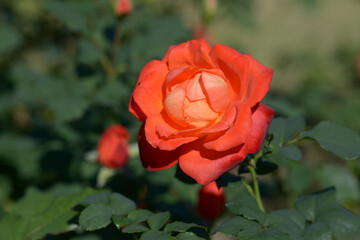 フリュイテ　バラの花