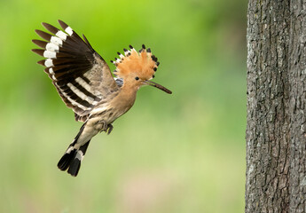 Eurasian hoopoe bird close up ( Upupa epops )