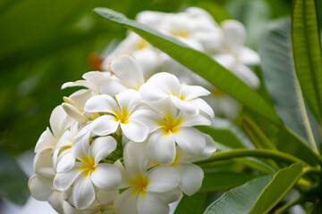 Fototapeta na wymiar Plumeria flowers blooming on tree. Tropical flower white plumeria rubra flowers. Frangipani flower.