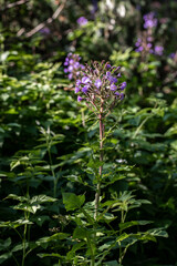 Cicerbita alpina flower growing in mountains, close up	