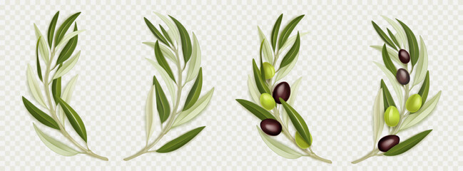 Olive branch wreath with green leaves, black fruits, png set isolated on transparent background. Realistic vector illustration of round design element for organic oil or natural cosmetics package © klyaksun