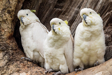 Juvenile Sulphur-crested Cockatoo in Australia