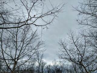 Overcast December Sky Over Bare Trees