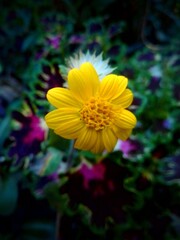 yellow flower
