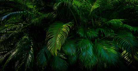 Arecaceae palm plants background. Beautiful tropical background for summer vibes. Beauty in nature, green tropical for banner and design