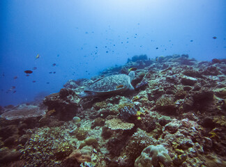 Fototapeta na wymiar green turtle on coral reef in tropical water indonesia