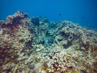 Fototapeta na wymiar green turtle on tropical coral reef indonesia