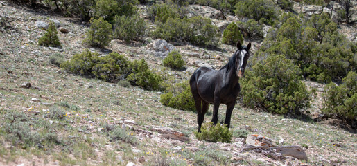 Black stallion wild horse on mineral lick hill in the western United States