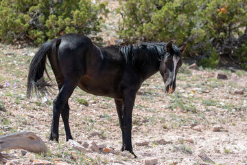 Obraz premium Young black stallion wild horse on mineral lick hill in the western United States