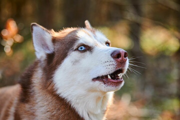 Siberian Husky dog profile portrait with blue eyes and brown white color, cute sled dog breed. Friendly husky dog portrait outdoor forest background, walking with beautiful adult pet © TRAVELARIUM