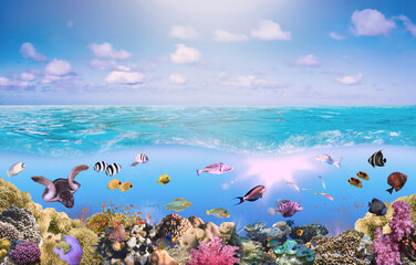 Beautifiul underwater colorful coral reefs