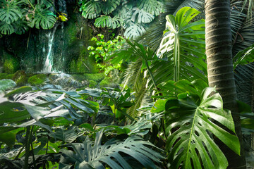Dense tropical jungle foliage background. Green forest with big tropic leaves