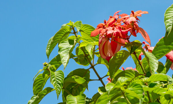 Blooming red flowers of Mussaenda erythrophylla or Ashanti blood in India