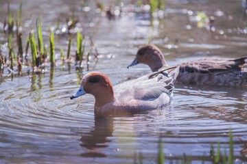 池を泳ぐ美しい鳥たち