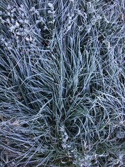 Morning frost on long grass