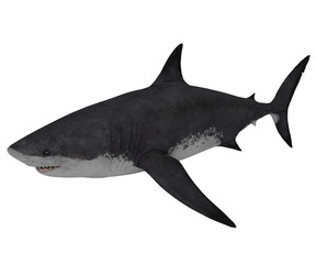 3d rendering animal shark, fish concept
