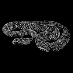Carpet Viper hand drawing vector isolated on black background.