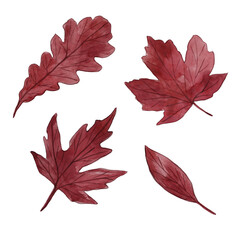 Maple leaf watercolor hand painting, isolated on white background 