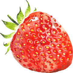 strawberry hand drawn watercolor painting