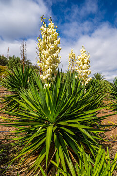 Cabo Girao Lookout on the island of Madeira