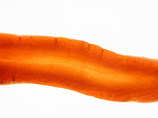 Fresh and Dried slices of carrot