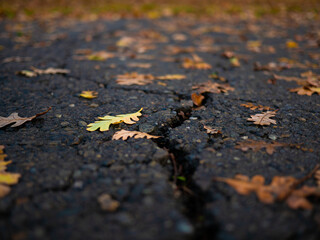 Oak leaves on tarmac next to large crack 