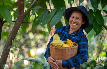 Asian Senior smile woman hand holding basket of harvested cacao  pods