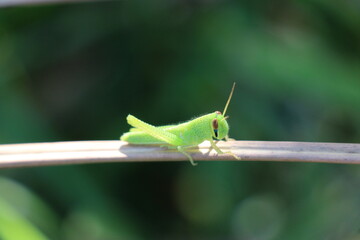 grasshopper on a leaf