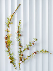 larch branch on the white background