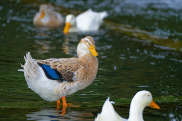 Ducks on water close up.