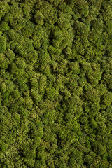 green moss background,  nature texture