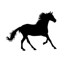 Fototapeta na wymiar Silhouette of horse