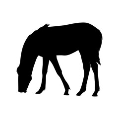 Obraz premium Silhouette of horse