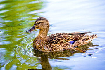 Wild duck swims on the water
