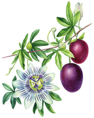 Passionfruit with leaves and flower, tropical fruit. Watercolor botanical Passionflower illustration. Floral design