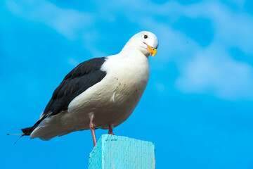 A Look Down: A white and grey Seagull perches on top of a wooden piling in Brookings, Oregon